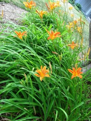 Hemerocallis Orange 4lt