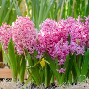 Hyacinths Bulbs-Pink