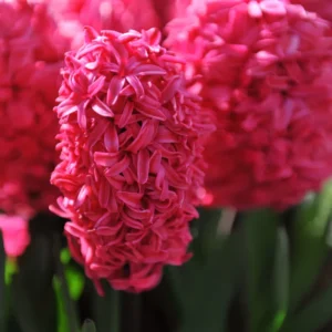 Hyacinths Bulbs-Red