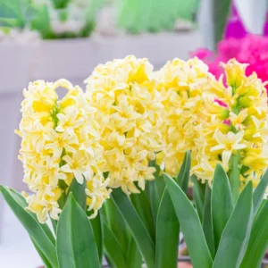 Hyacinths Bulbs-Yellow