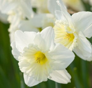 Daffodil Ice Follies Bulbs