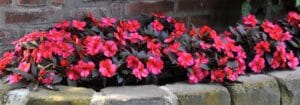 Impatiens Tamarinda 12.5cm Pot