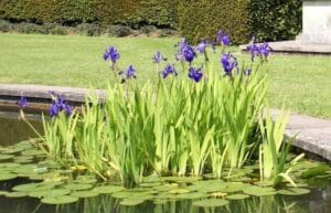 Iris Louisiana 21cm Pot