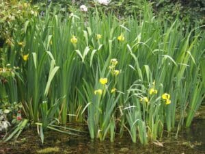 Iris Pseudacorus 21cm Pot