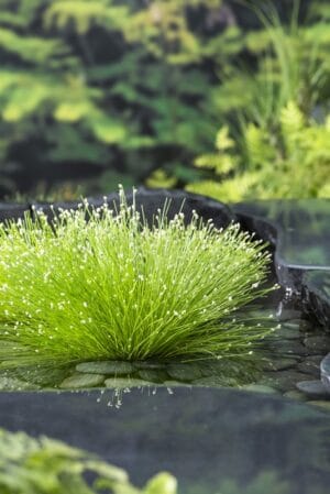 Isolepis Cernua 17cm Pot