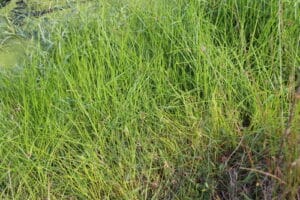 Isolepis Prolifer 17cm Pot