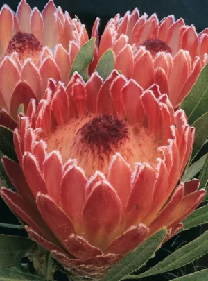 Protea Juliet 15cm Pot