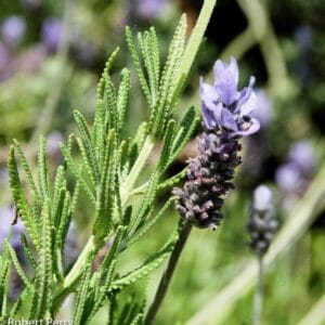 Lavender French Green Leaf 4lt