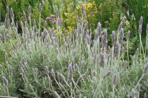 Lavender French Grey Leaf 4lt