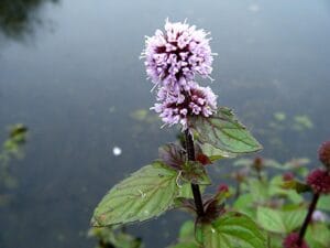 Mentha Aquatica 17cm Pot