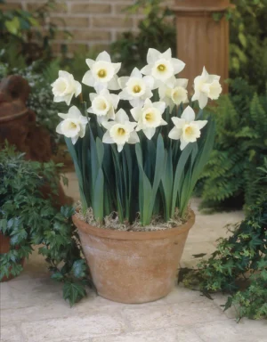 Daffodil Mount Hood Bulbs