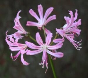 Nerine Pink 4lt