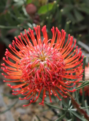 Orange Blaze Leucospermum (pincushion) 15cm Pot