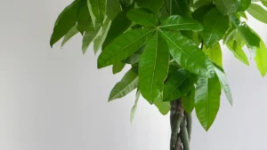 Pachira Aquatica Braided (Money Tree)