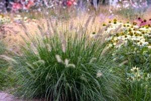 Pennisetum Setaceum ‘Fountain Grass’ 4lt