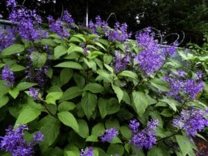 Plectranthus Ecklonii Blue 4lt