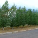 Populus Simonii 10lt (poplar Tree)