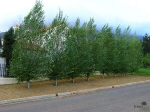 Populus Simonii 10lt (poplar Tree)