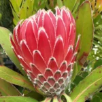 Protea Empress 15cm Pot