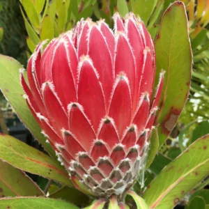 Protea Empress 15cm Pot