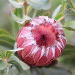 Protea Frosted Fire 15cm Pot