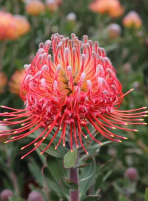 Red Phantom Leucospermum (pincushion) 15cm Pot