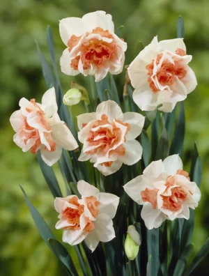 Daffodil Replete - double Bulbs