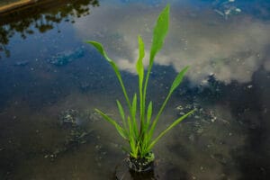 Sagittaria Lancifolia 21cm Pot