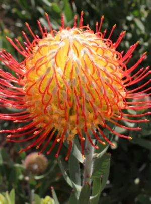 Sarah Leucospermum (pincushion) 15cm Pot