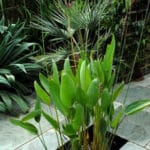 Thalia Dealbata 21cm Pot