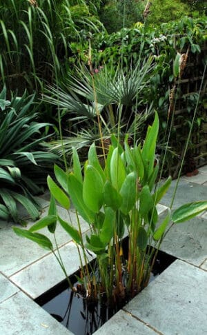 Thalia Dealbata 21cm Pot