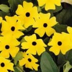 Thunbergia Yellow 4lt (Black Eyed Susan)