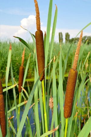 Typha Latifolia 21cm Pot