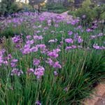 Tulbaghia Violacea 4lt (Wild Garlic)