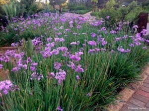 Tulbaghia Violacea 4lt (Wild Garlic)