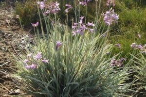 Tulbaghia Violacea Variegated 4lt (Wild Garlic)