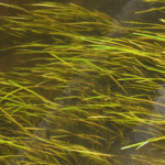 Vallisneria Spiralis 17cm Pot