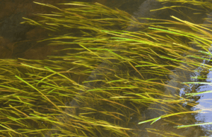 Vallisneria Spiralis 17cm Pot