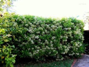 Viburnum Lucidum 10lt