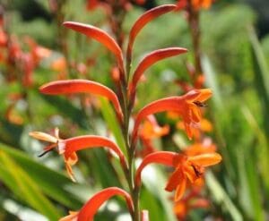 Watsonia 4lt