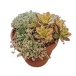 Succulent Terracotta Pot