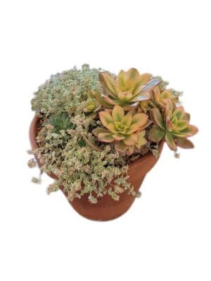 Succulent Terracotta Pot