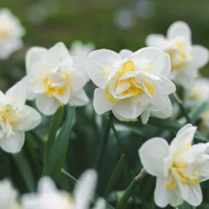 Daffodil White Lion - double Bulbs