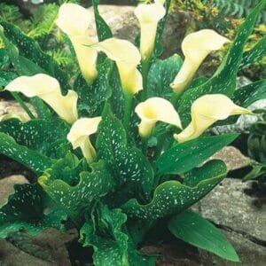 Zantedeschia Albomaculata 17cm Pot