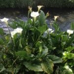 Zantedeschia Aethiopica 21cm Pot