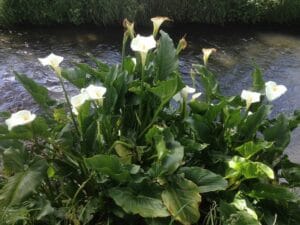 Zantedeschia Aethiopica 21cm Pot