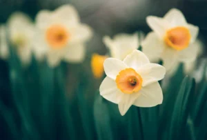 Daffodil Pink Select Bulbs