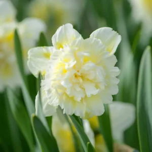 Daffodil Ice King - double Bulbs