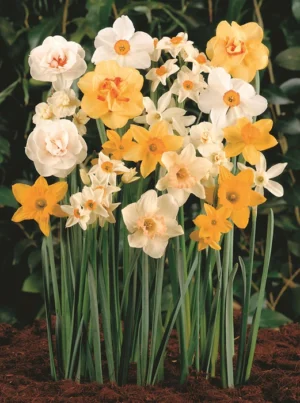 Daffodil Mixed Single Bulbs