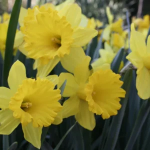 Daffodil Flower Carpet Large Bulbs